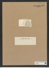 Triceratium pardus A. Schm. (de-Toni-Nr.: Genus 140, Species 3850) Zeichnungen Sammlung Grunow Nr. 7348 (NHMW-BOT-W0376398)